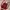 Vintage Backpack Wanita red photo 1