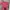 Uniqlo Streetwear Y2K T-shirt Pria pink photo 1