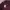 Polham Casual Polo shirt Pria burgundy photo 4