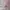 Adidas Luxury Casual Sweatshirt Pria pink photo 4