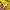 Casual T-shirt Pria yellow photo 3