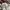 Levi's Luxury Casual Polo shirt Pria white photo 4