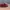 VANS Streetwear Casual Sneakers Wanita burgundy red photo 1