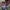 Futurist Wanita multicolor purple pink photo 6