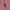 Mark Gonzales Minimalist Jumper Pria pink photo 5