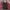 Nike Vintage Sportswear Windbreaker Pria Red Black