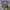 The North Face Vintage Sportswear T-shirt Pria gray photo 1