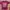 VANS Casual T-shirt Pria burgundy photo 1