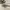 Steve Madden Luxury Heels Wanita gold photo 1