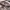 Adidas Casual Sneakers Pria tan brown photo 4