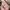 Sanrio Cosplay Coquette Scarf Wanita White Pink