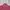 Polo Ralph Lauren Minimalist Polo shirt Pria burgundy photo 4