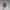Von Dutch Streetwear Sportswear Hat Pria multicolor photo 1