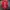 Polo Ralph Lauren Vintage Sportswear Jersey Pria navy red photo 3