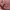 Coach Y2K Coquette Shoulder bag Wanita pink photo 6