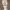 Eiger Casual Tracksuit Pria tan cream photo 8