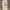 Eiger Casual Tracksuit Pria tan cream photo 1