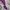 Japanese brand Y2K Emo T-shirt Wanita purple photo 5