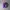 Streetwear Sweatpants & Joggers Pria purple photo 3
