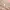 Rok Celana Cargo Pink Pastel Skort photo 3