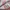 Adidas Indie Casual Sneakers Wanita white pink photo 2