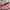 On Running Streetwear Sportswear Sneakers Wanita red pink photo 2
