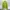 Zavanas Casual Sweatshirt Pria Green