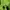 Zavanas Casual Sweatshirt Pria green photo 5