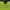 Zavanas Casual Sweatshirt Pria green photo 4