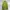 Zavanas Casual Sweatshirt Pria Green