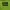 Zavanas Casual Sweatshirt Pria green photo 7