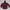 Hanes Vintage Streetwear Hoody Pria burgundy photo 1