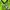 Adidas Sportswear Casual Jersey Pria green photo 3