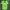 Adidas Sportswear Casual Jersey Pria green photo 2