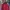 Adidas Casual Sweatshirt Pria red photo 2
