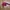 Vintage Y2K Crop top Wanita red black photo 1