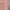 Coquette Casual Culotte Wanita pink photo 3