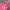 Pancoat Streetwear Hoody Pria Pink
