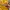 Fairy Cosplay Sweater Pria yellow photo 4