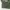 Supreme Streetwear Parka Pria green photo 7