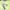 New Balance Sportswear T-shirt Pria Green