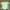 New Balance Sportswear T-shirt Pria green photo 4