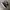 VANS Streetwear Skater Sneakers Wanita white black photo 2