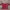 Casual Crop Top Wanita Red