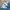 Dickies Skater Casual Casual pants Pria blue photo 4