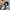 Cosplay Coquette Wanita black blue photo 1