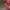 Indie Pakaian adat Kebaya Wanita red photo 5