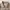 Beams Casual Formal shirt Pria tan khaki photo 4
