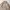 Beams Casual Formal shirt Pria tan khaki photo 3