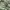 TAKA Craft Sportswear Short Pria green photo 4